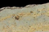 Cruziana (Fossil Trilobite Trackway) Plate - Oklahoma #114603-2